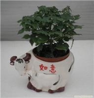 上海幸福樹植物租賃服務 價格、圖片與詳情一覽