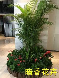 杭州綠化新風尚 植物、花卉租賃引領環保與美觀生活