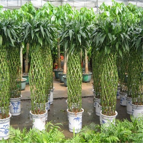 鼓樓區(qū)酒店綠植租賃 專業(yè)養(yǎng)護(hù)服務(wù)，打造可持續(xù)的生態(tài)美學(xué)空間