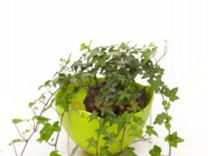 北京專業(yè)綠植租賃 一站式植物租擺與養(yǎng)護(hù)服務(wù)，打造綠色辦公與生活空間