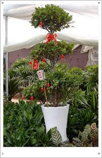 綿陽(yáng)利瓊花卉 專業(yè)三層榕租賃服務(wù)，打造綠色典雅的活動(dòng)慶典與會(huì)場(chǎng)布置
