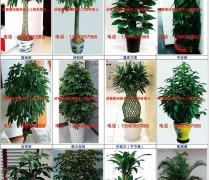 綠色生活，輕享自然——綠化植物租擺與租賃熱賣促銷